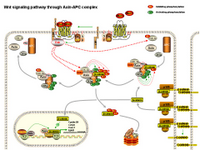 Wnt signaling through Axin-APC complex PPT Slide