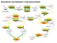 Biosynthesis of phosphoinositides PPT Slide