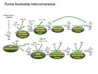 Purine nucleotide interconversions PPT Slide