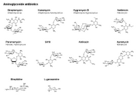 Aminoglycosides PPT Slide