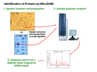 Identification of Proteins by MALDI-TOF-MS PPT Slide