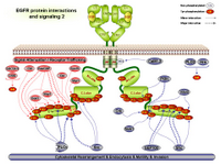 EGFR protein interactions and signaling 2 PPT Slide