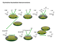 Pyrimidine nucleotide interconversions PPT Slide