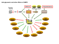 Anti-glycaemic effect of AMPK PPT Slide