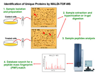 Identification of Unique Proteins by MALDI-MS PPT Slide