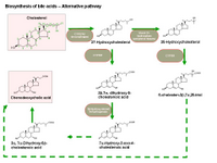 Biosynthesis of bile acids - Alternative pathway PPT Slide