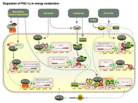 Regulation of PGC-1alpha in energy metabolism PPT Slide