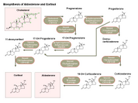 Biosynthesis of Aldosterone and Cortisol PPT Slide