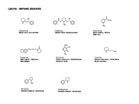 Lysine - derived alkaloids PPT Slide