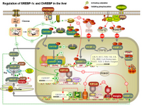 Regulation of SREBP-1c and ChREBP in the liver PPT Slide
