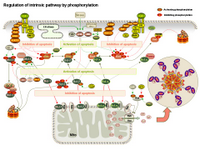 Regulation of intrinsic pathway by phosphorylation PPT Slide