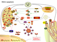 ROS in apoptosis PPT Slide