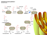 Biosynthesis of cholesterol I PPT Slide