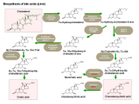 Biosynthesis of bile acids PPT Slide