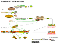 Regulation of APP and Tau modifications PPT Slide
