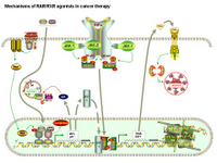 Mechanisms of RAR-RXR agonists in cancer therapy PPT Slide