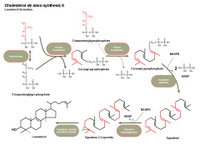 Biosynthesis of cholesterol II PPT Slide