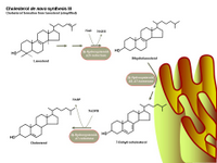 Biosynthesis of cholesterol III PPT Slide