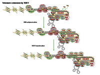 Telomere extension by TERT PPT Slide
