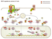 NFAT regulation by calcium in T-cells PPT Slide