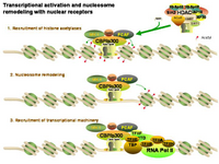 Nuclear receptors and nucleosome remodeling PPT Slide