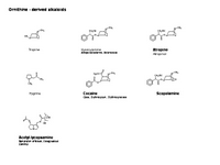 Ornithine - derived alkaloids PPT Slide
