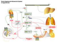 Renin-Angiotensin-Aldosterone System in Hypertension PPT Slide