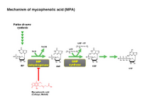 Mechanism of mycophenolic acid (MPA) PPT Slide