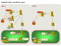 Regulation of HIF-1alpha and HIF-2alpha in cancer PPT Slide