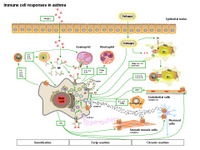 Immune cells responses in Asthma PPT Slide