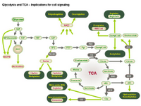 Glycolysis and TCA - Implications for cell signaling PPT Slide