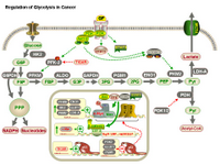 Regulation of glycolysis in cancer PPT Slide