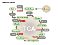 Tricarboxylic acid cycle 2 PPT Slide