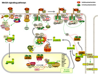 Wnt3A signaling pathways PPT Slide
