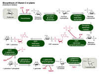 Biosynthesis of Vitamin C PPT Slide