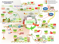 Cyclins in Yeast Cell Cycle control PPT Slide