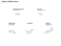 Inhibitors of NADPH Oxidases PPT Slide