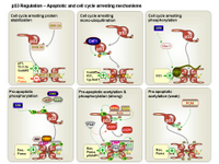 p53 Regulation - Apoptotic and cell arresting mechansisms PPT Slide