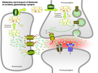 Metabolism and transport of Glutamate at glutamatergic synapse PPT Slide