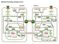 Metabolic intercellular synergy in cancer PPT Slide