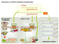 Mechanisms of omega-3 fatty acids in metabolism and inflammation PPT Slide