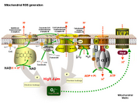 Mitochondrial ROS generation PPT Slide