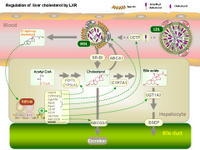Regulation of liver cholesterol by LXR PPT Slide