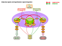 Adiposity signals and hypothalamic signal integration PPT Slide