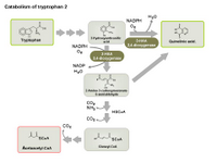 Catabolism of tryptophan 2 PPT Slide