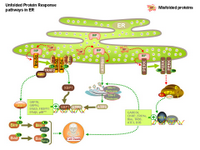 Unfolded Protein Response pathways in ER PPT Slide