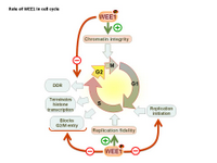 Role of WEE1  in cell cycle PPT Slide