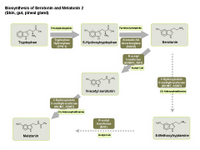 Biosynthesis of serotonin and melatonin 2 PPT Slide