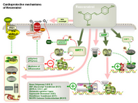 Cardioprotective mechanisms of resveratrol PPT Slide