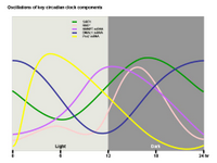 Oscillations of key circadian clock components PPT Slide